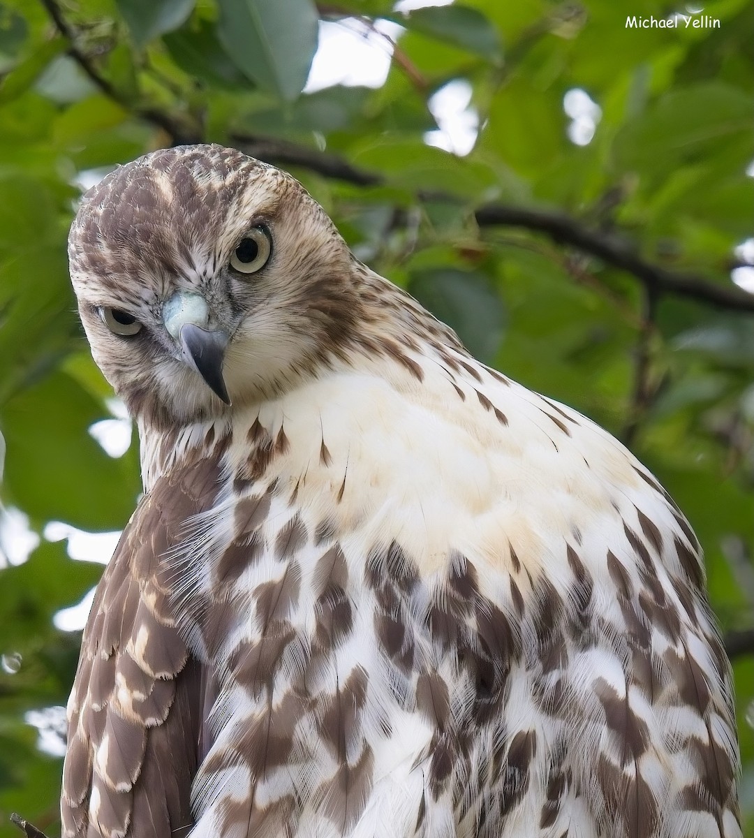 Red-tailed Hawk - ML623857402