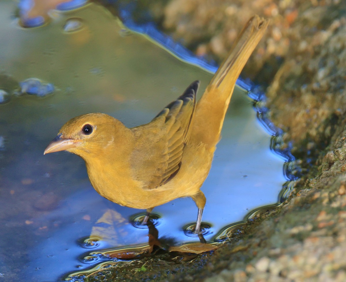 Summer Tanager - ML623857403