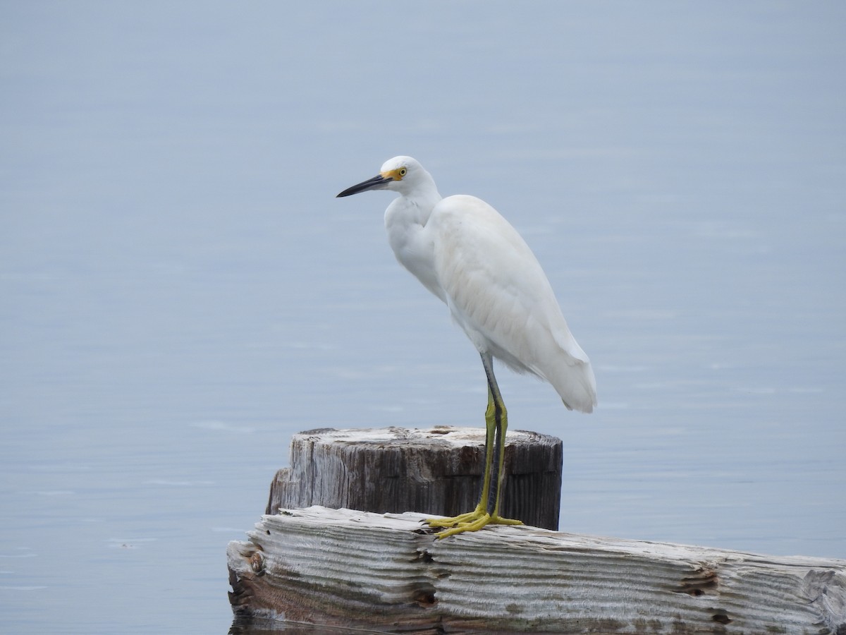 Snowy Egret - ML623857407