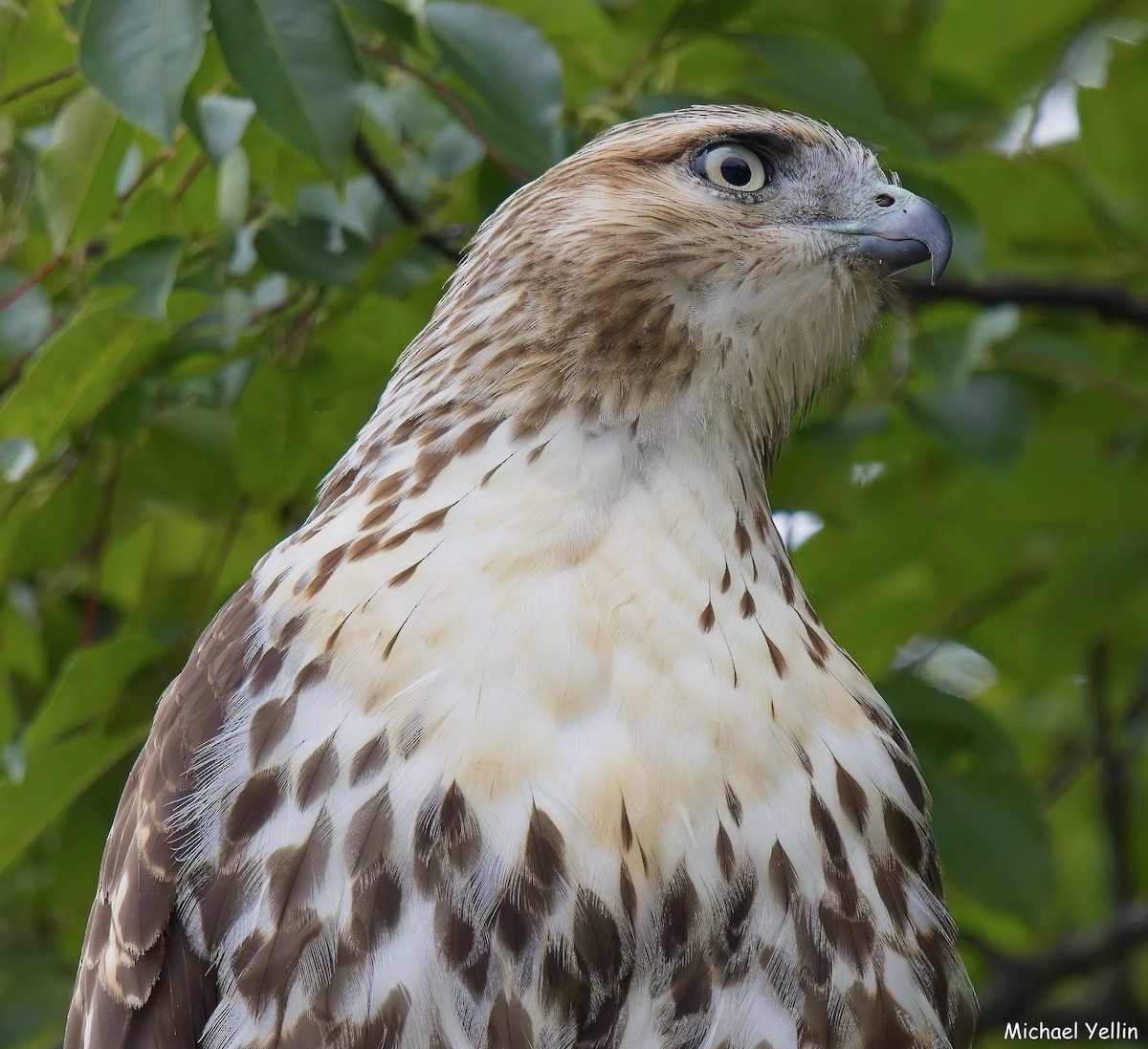 Red-tailed Hawk - ML623857409