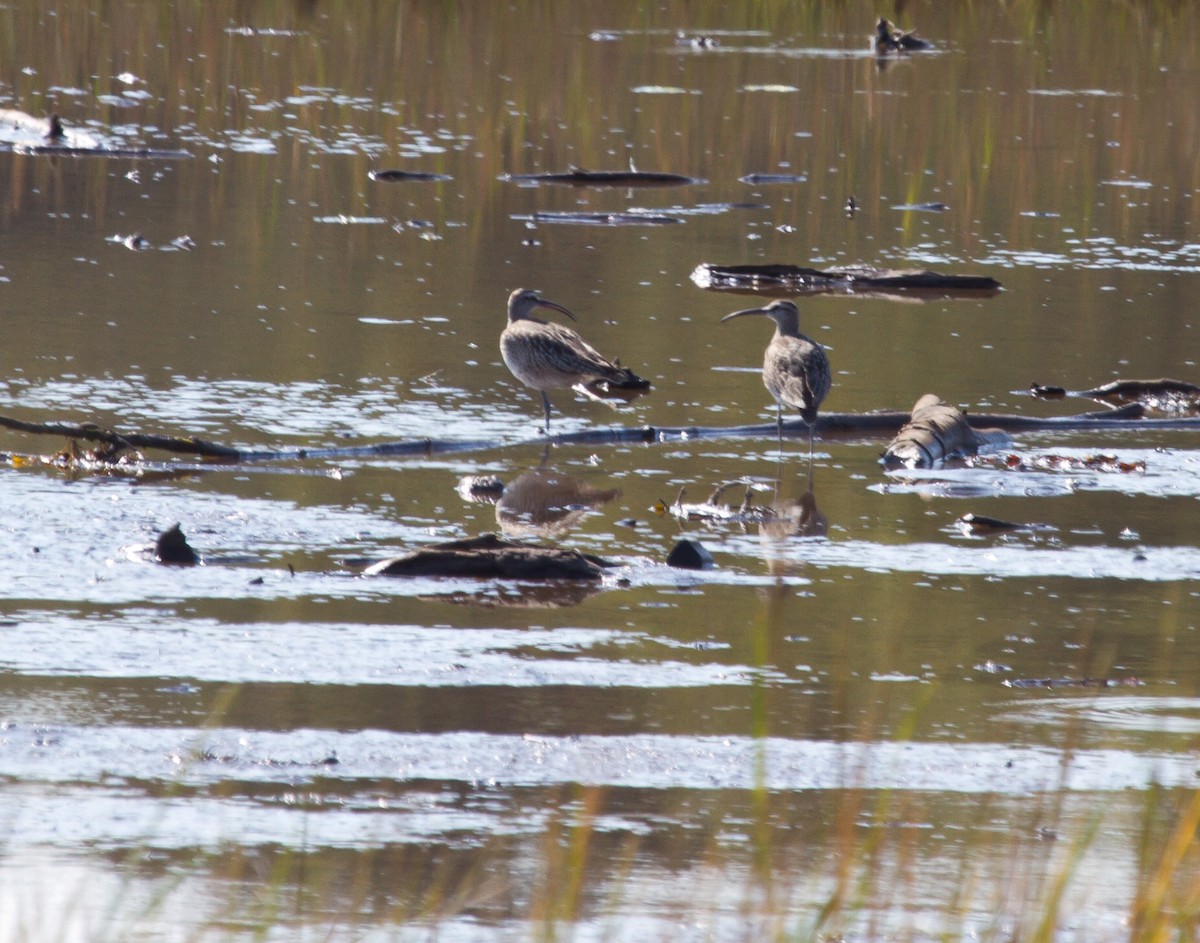 Hudsonian Whimbrel - Mike Bouman