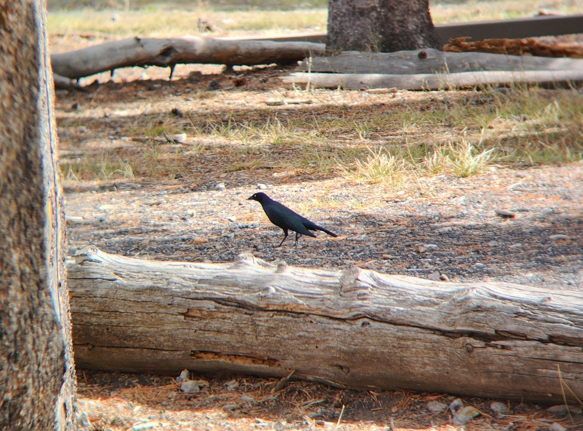 Brewer's Blackbird - ML623857441