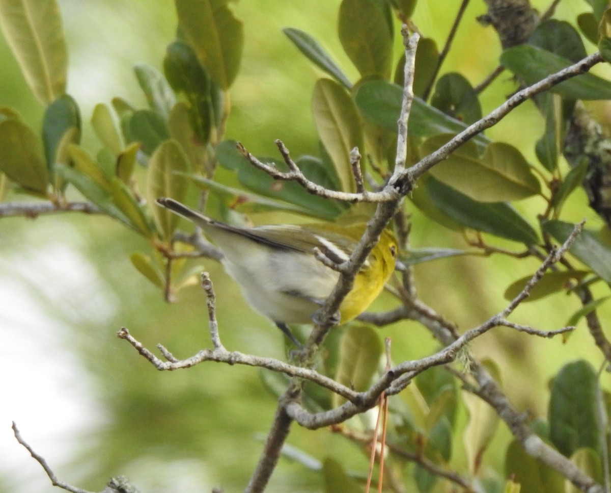 Yellow-throated Vireo - ML623857468