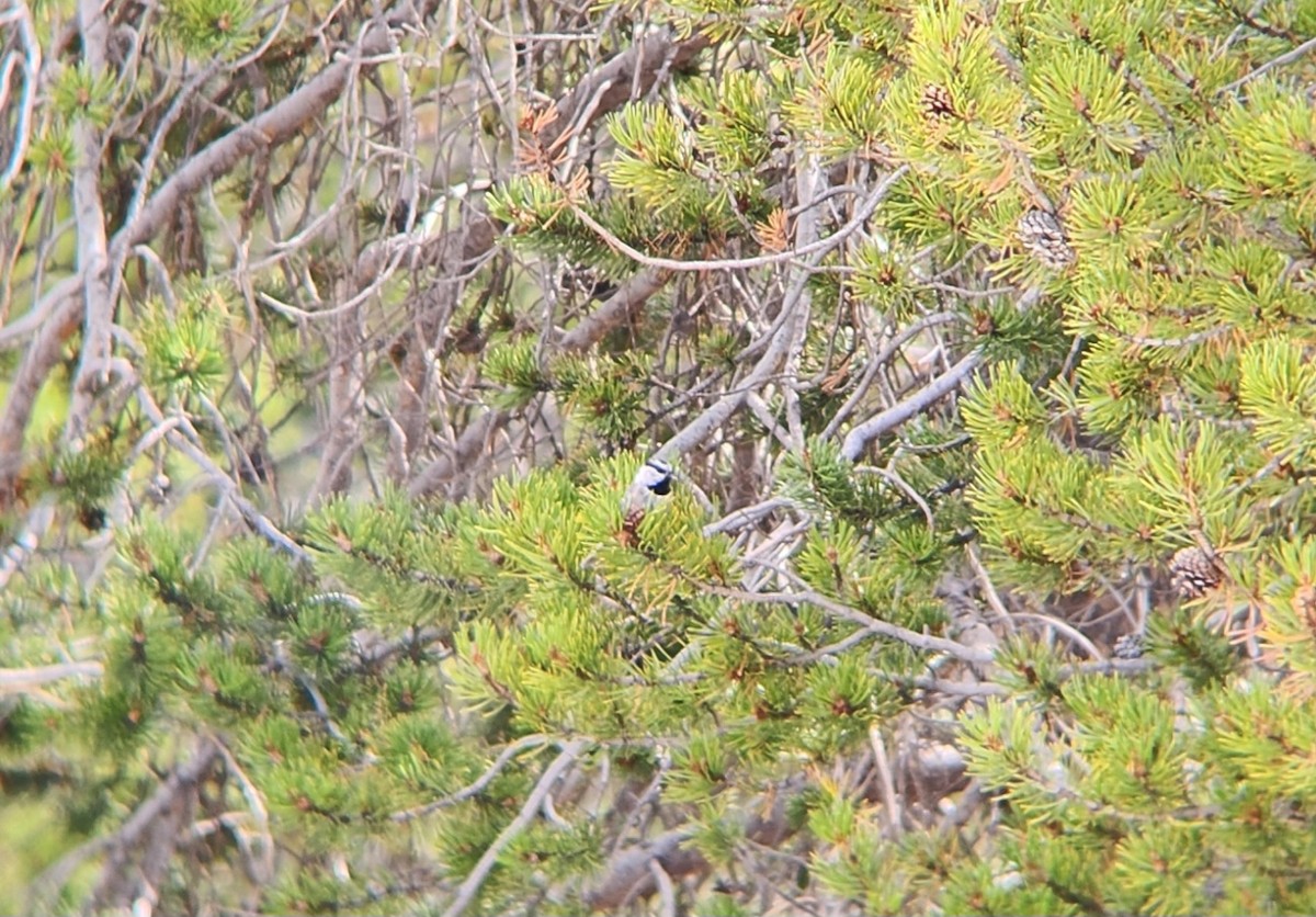 Mountain Chickadee - ML623857475