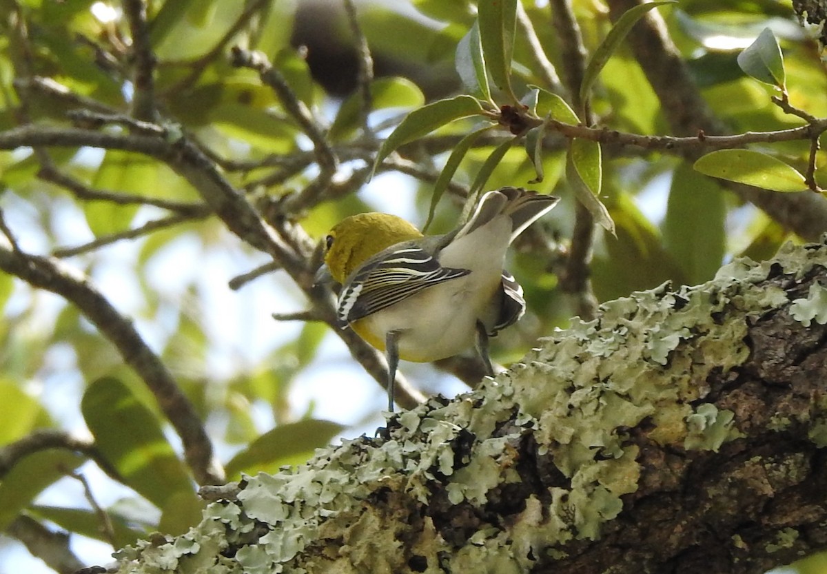 Yellow-throated Vireo - ML623857478