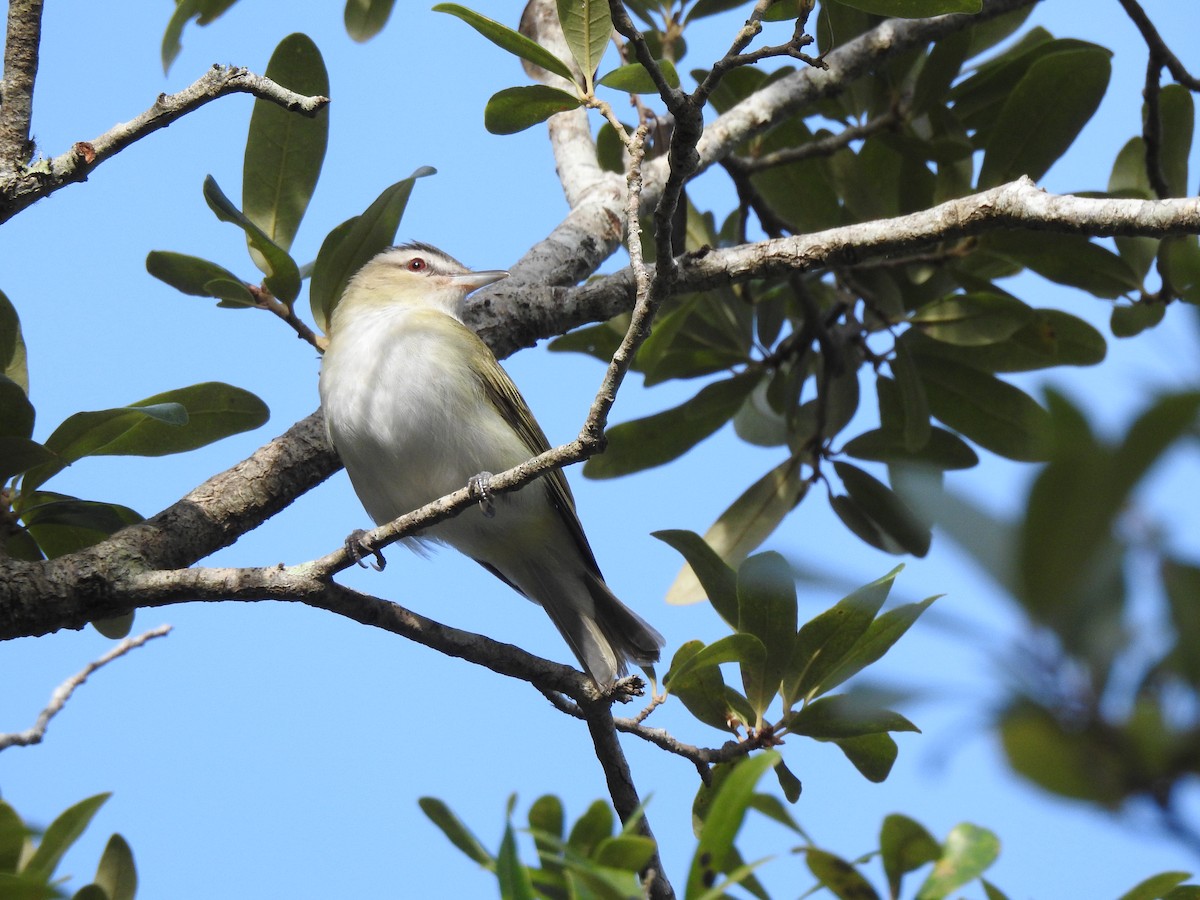 Red-eyed Vireo - ML623857485