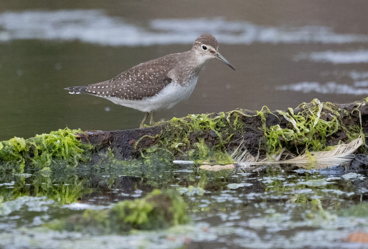 Solitary Sandpiper - ML623857486