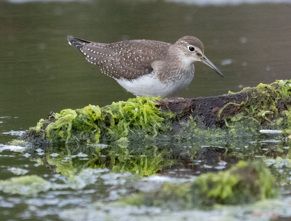 Solitary Sandpiper - ML623857487