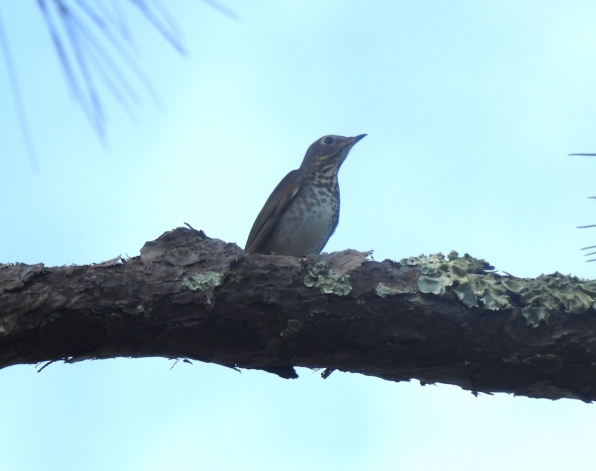 Swainson's Thrush - ML623857489