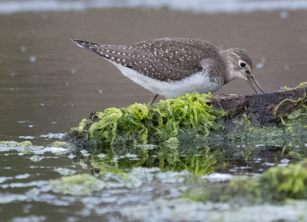 Solitary Sandpiper - ML623857492