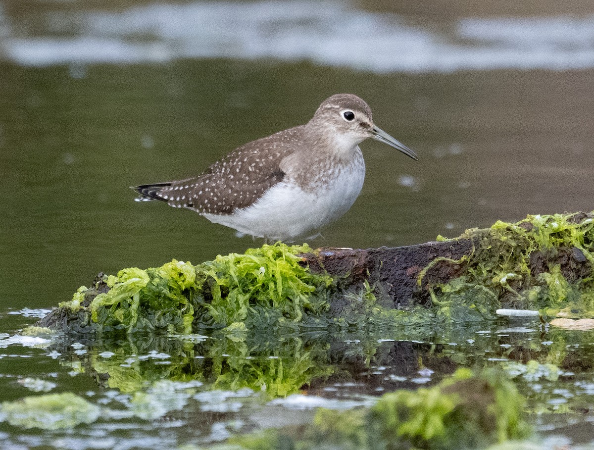 Solitary Sandpiper - ML623857496