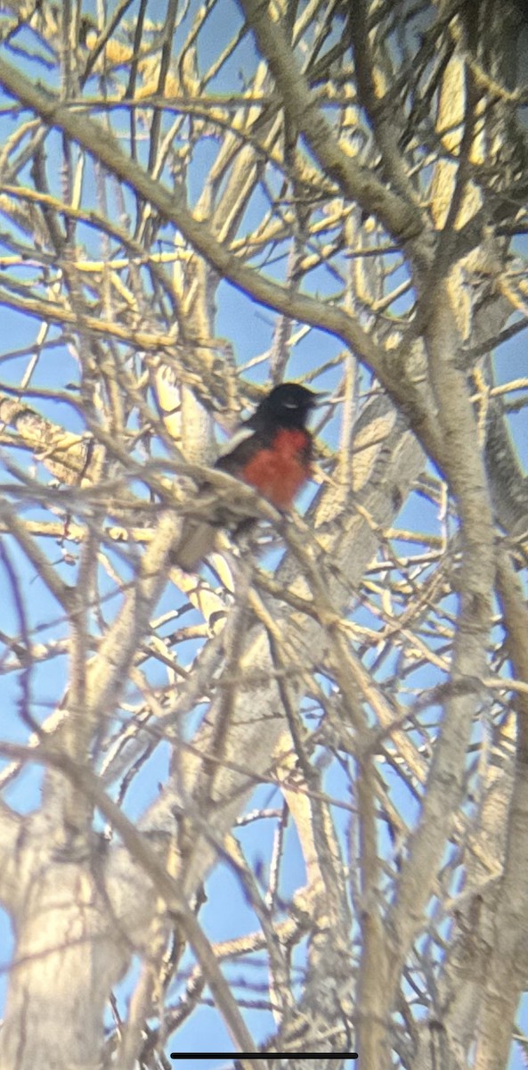 Painted Redstart - ML623857500