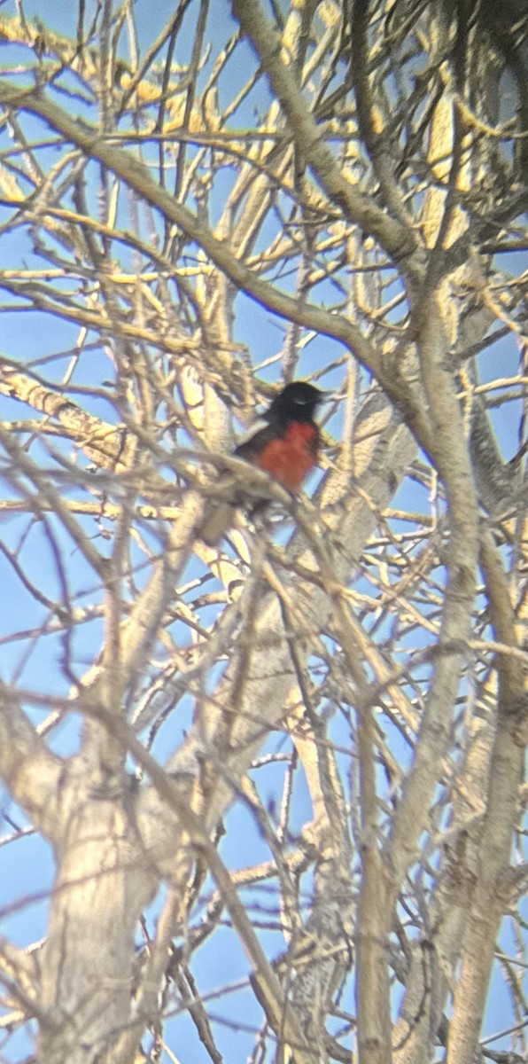 Painted Redstart - Jacob Bagley