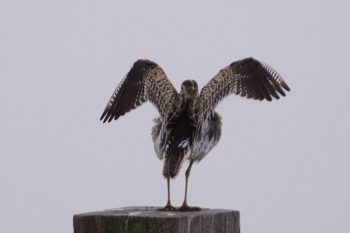 Upland Sandpiper - ML623857508