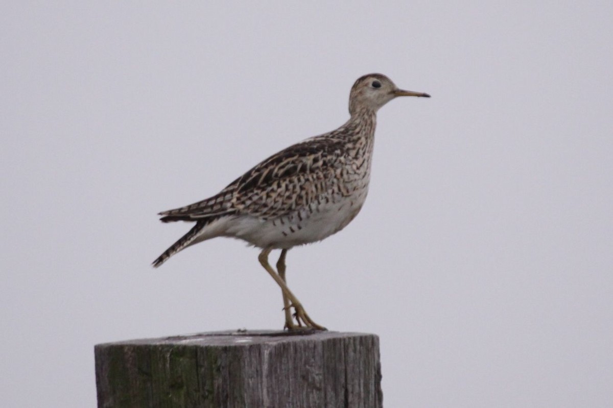 Upland Sandpiper - ML623857509