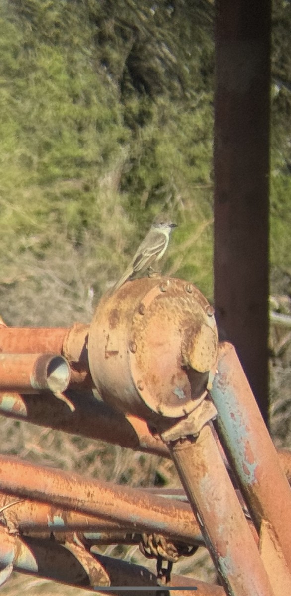 Ash-throated Flycatcher - ML623857516