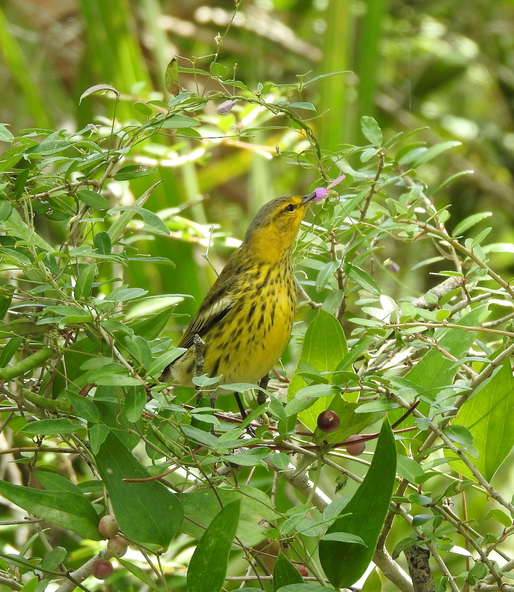 Cape May Warbler - ML623857529