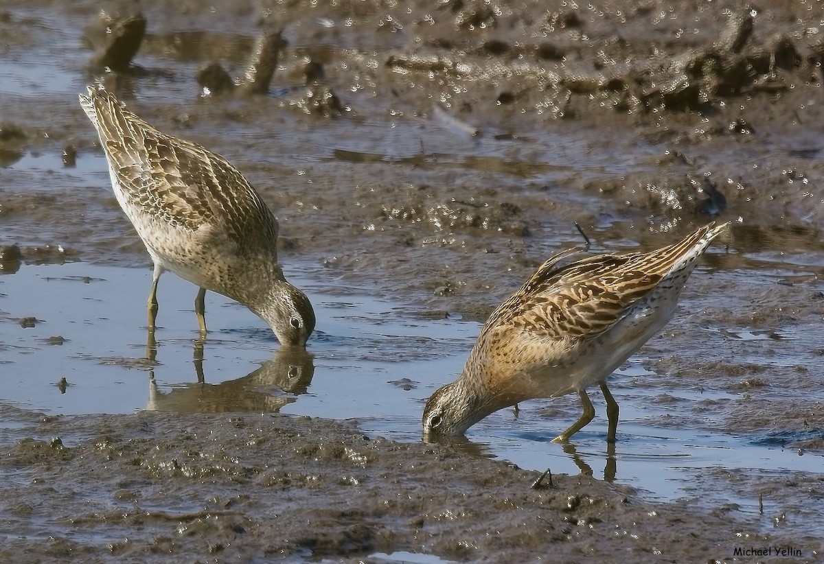 Short-billed Dowitcher - Michael Yellin