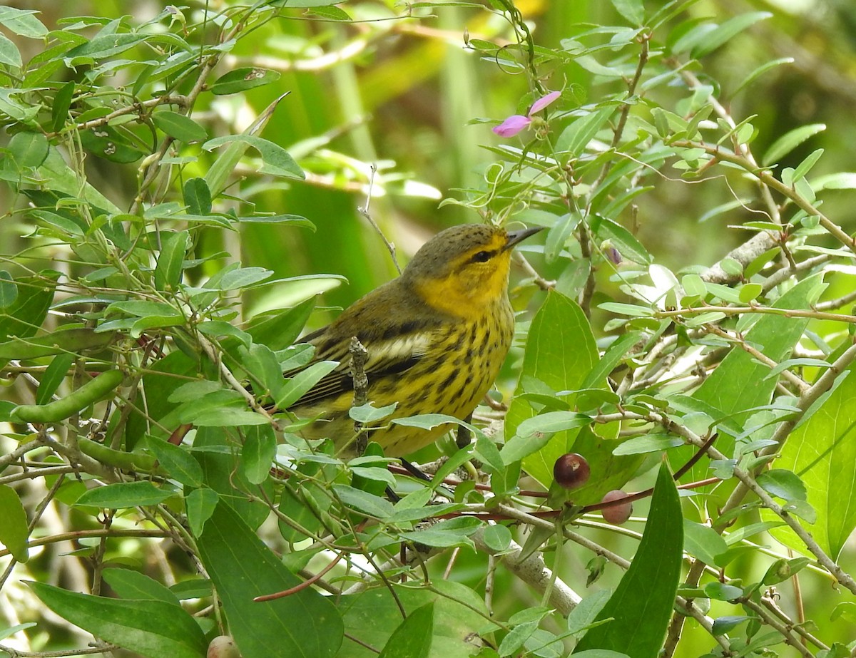 Cape May Warbler - ML623857545