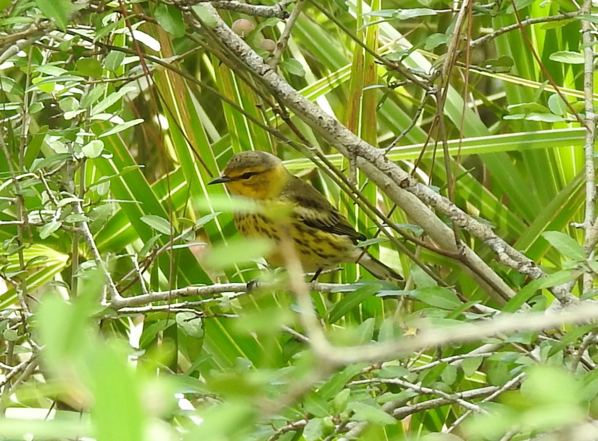 Cape May Warbler - Sheila Klink