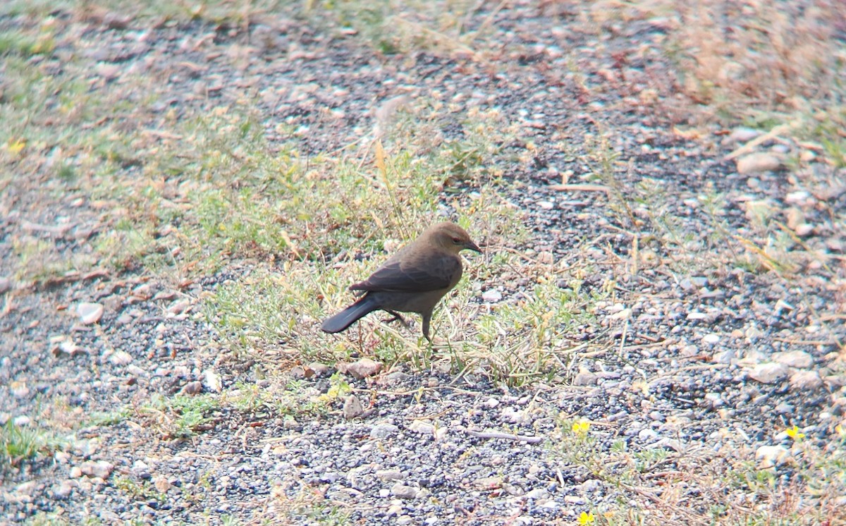 Brewer's Blackbird - ML623857560