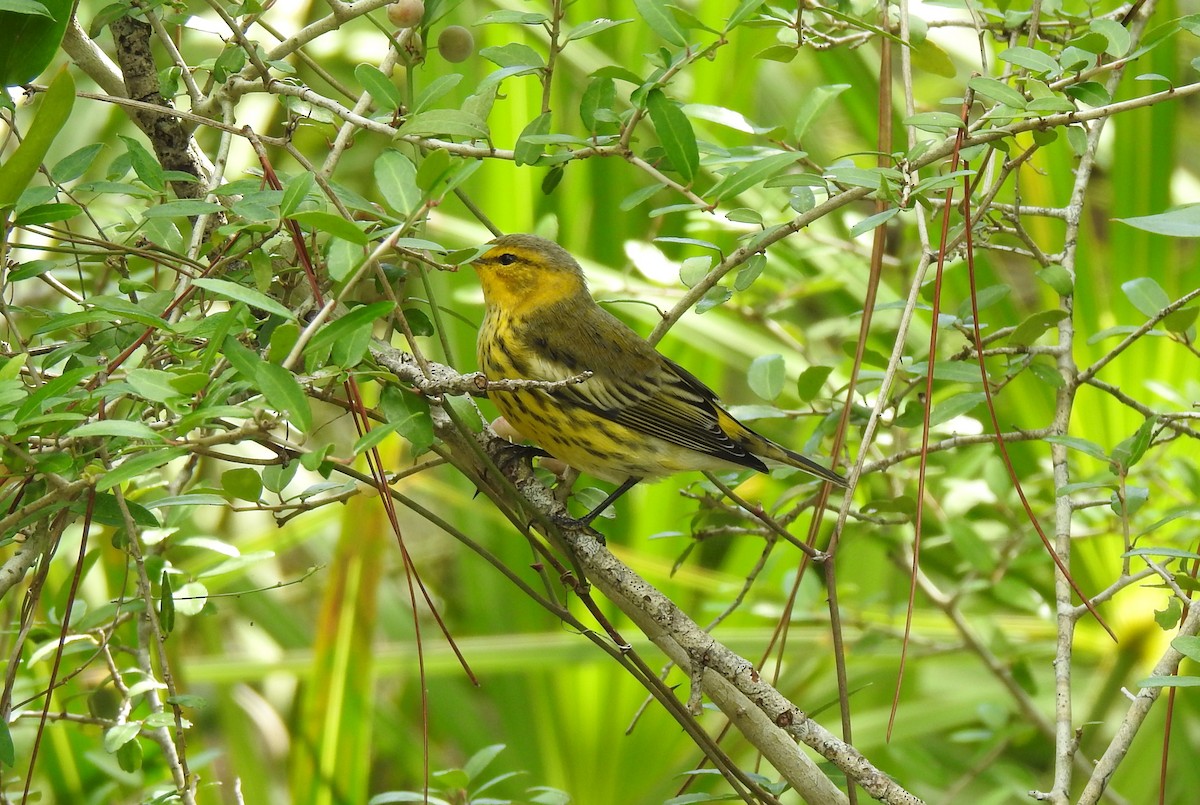 Cape May Warbler - ML623857561