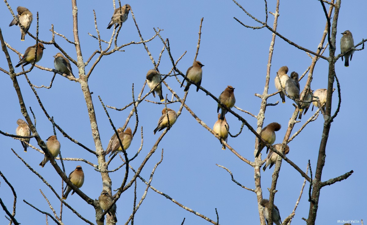 Cedar Waxwing - Michael Yellin