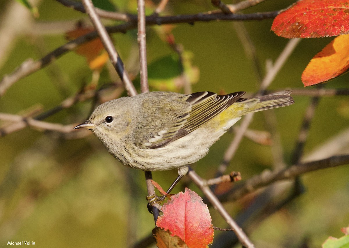 Cape May Warbler - Michael Yellin