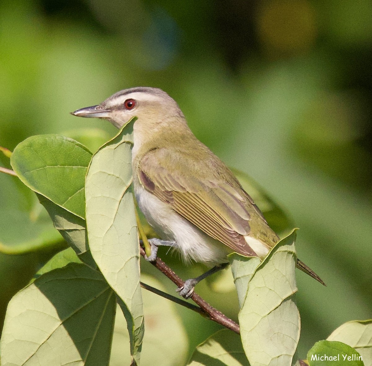 Red-eyed Vireo - ML623857588