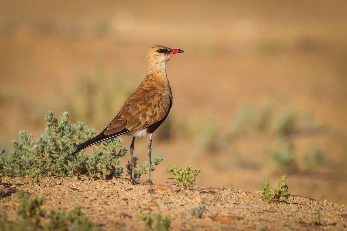 Australian Pratincole - ML623857592