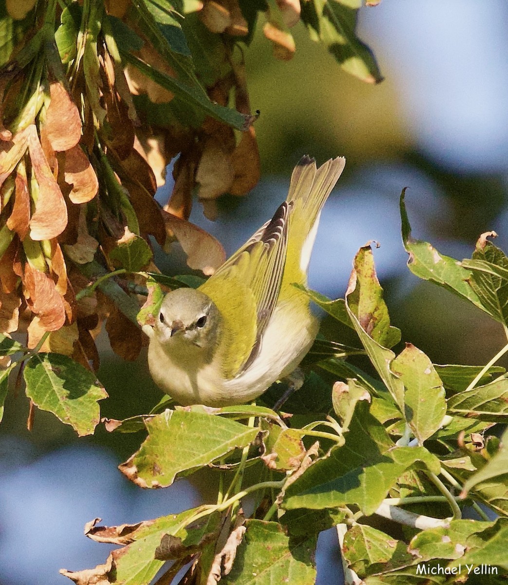 Tennessee Warbler - ML623857600