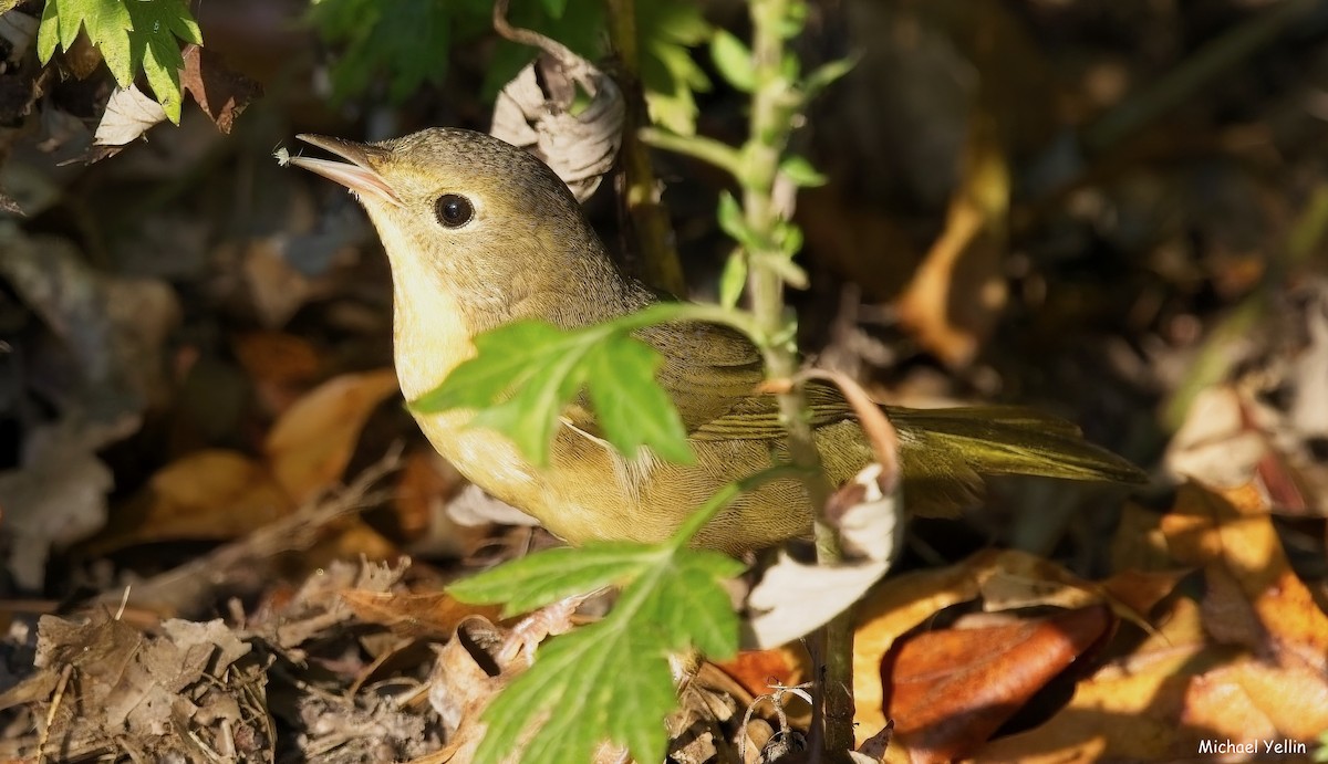 Common Yellowthroat - ML623857626