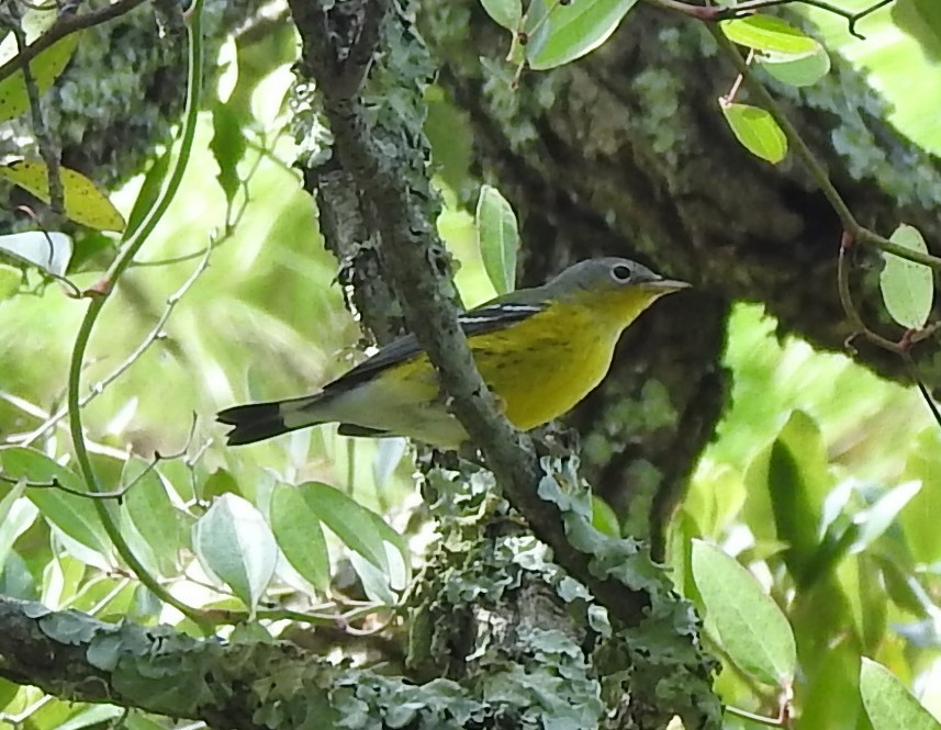 Magnolia Warbler - ML623857632