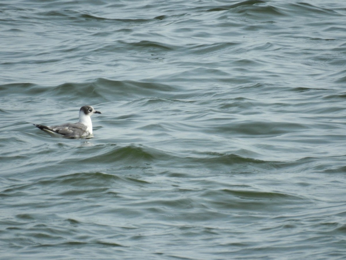 Mouette de Franklin - ML623857640