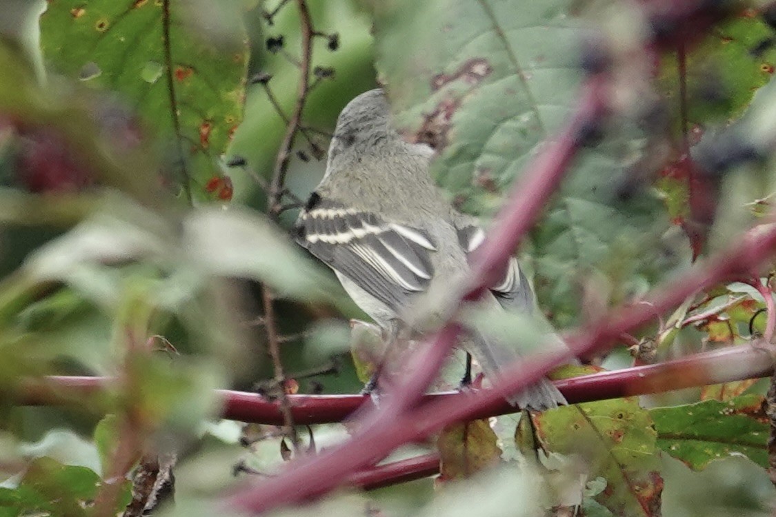 Alder Flycatcher - ML623857655