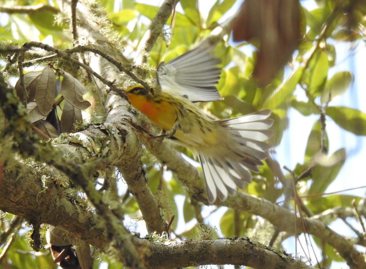 Blackburnian Warbler - ML623857663