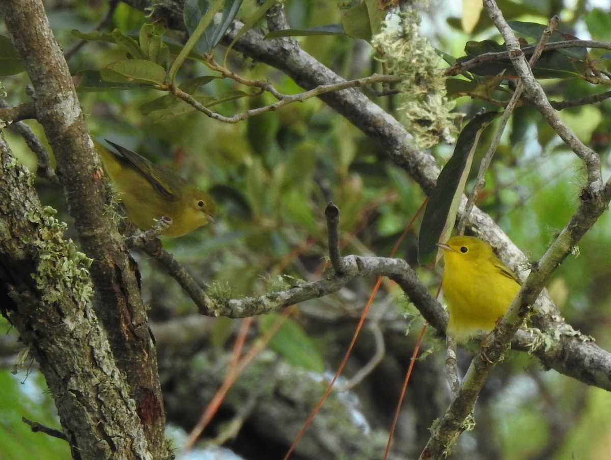 Yellow Warbler - ML623857667