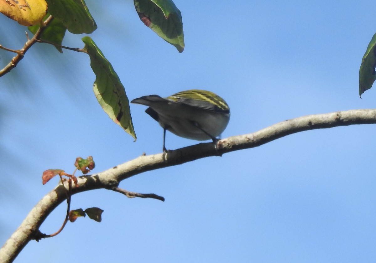 Chestnut-sided Warbler - ML623857682