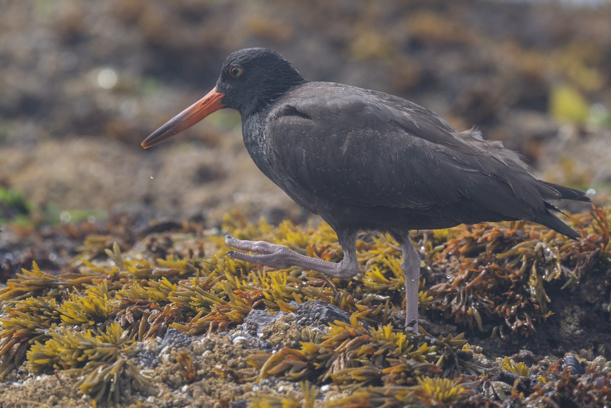 Black Oystercatcher - ML623857694