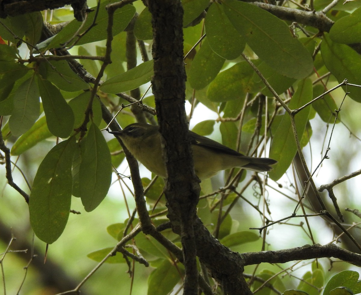 Black-throated Blue Warbler - ML623857712