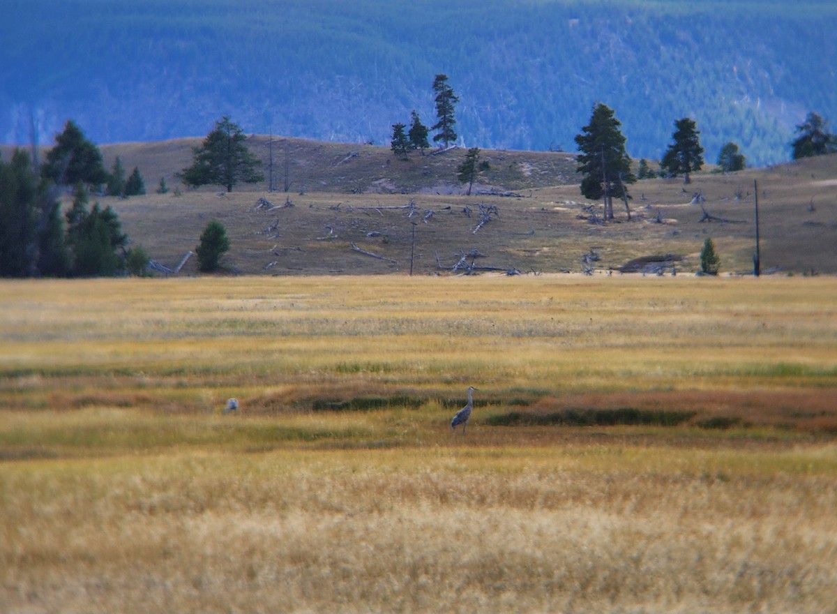 Sandhill Crane - ML623857755