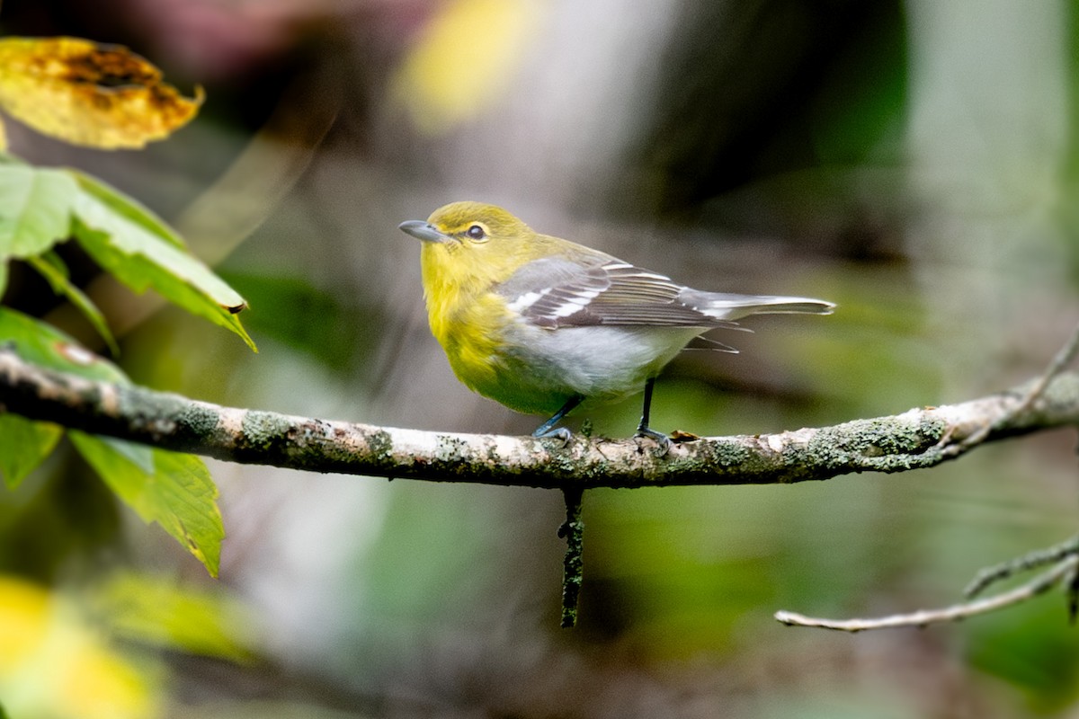 Yellow-throated Vireo - ML623857782