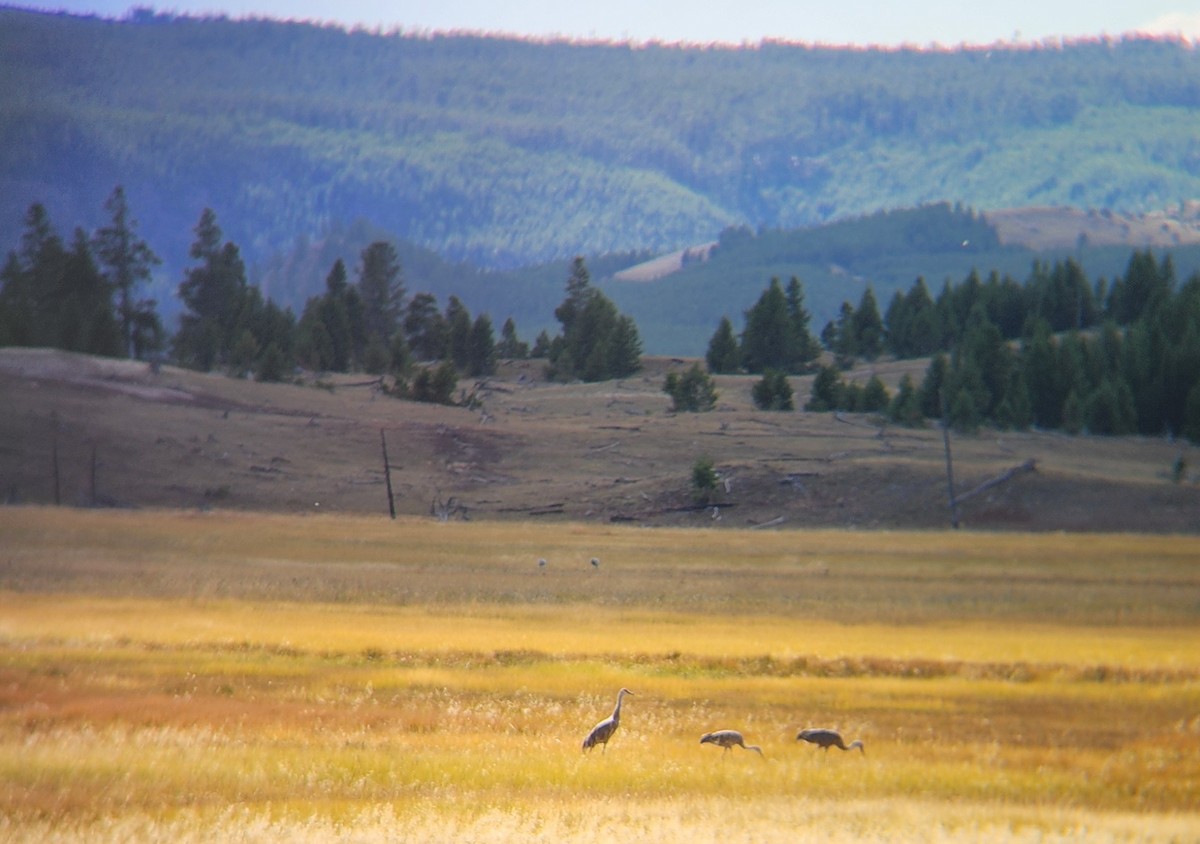 Sandhill Crane - ML623857783