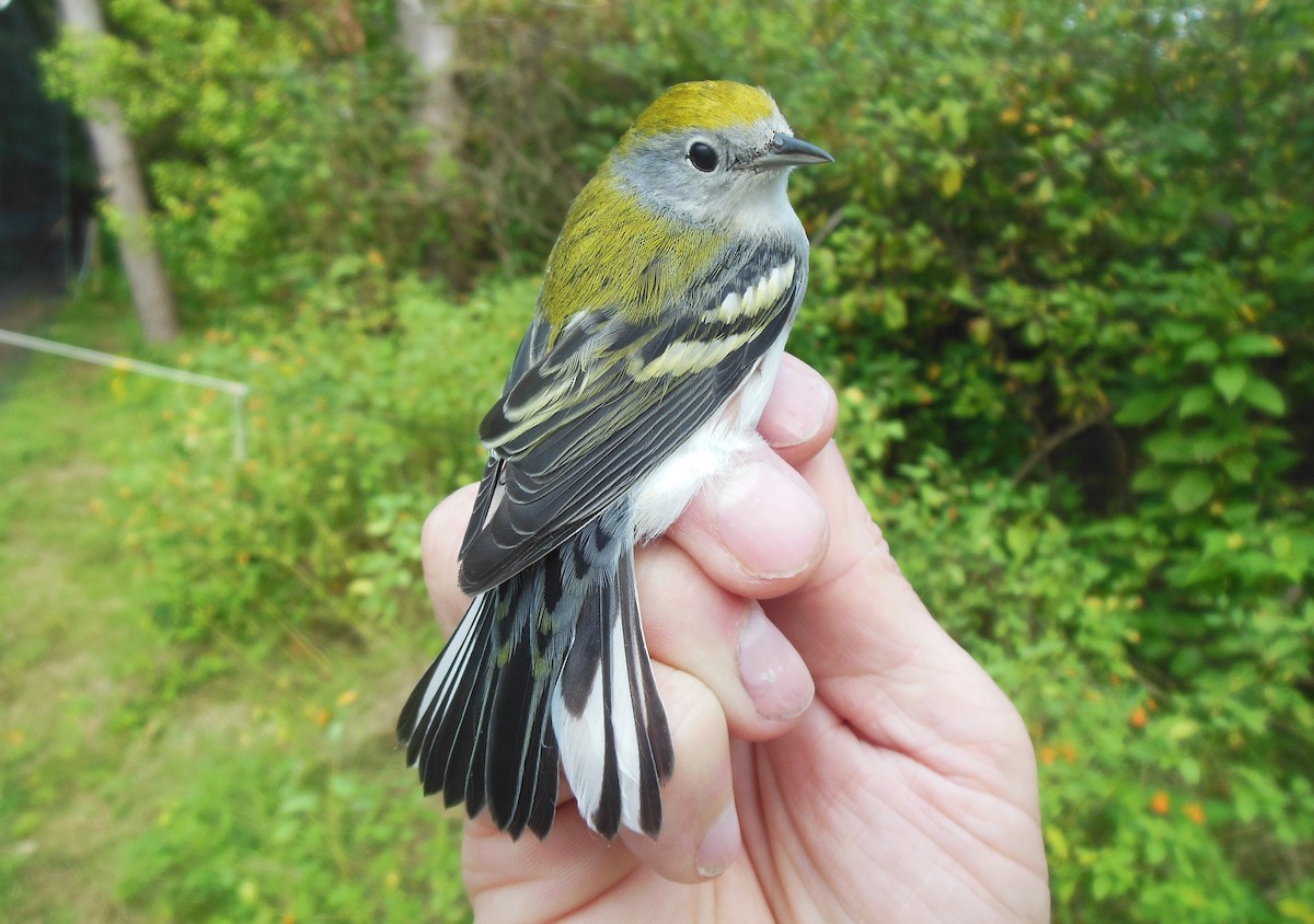 Chestnut-sided Warbler - ML623857815