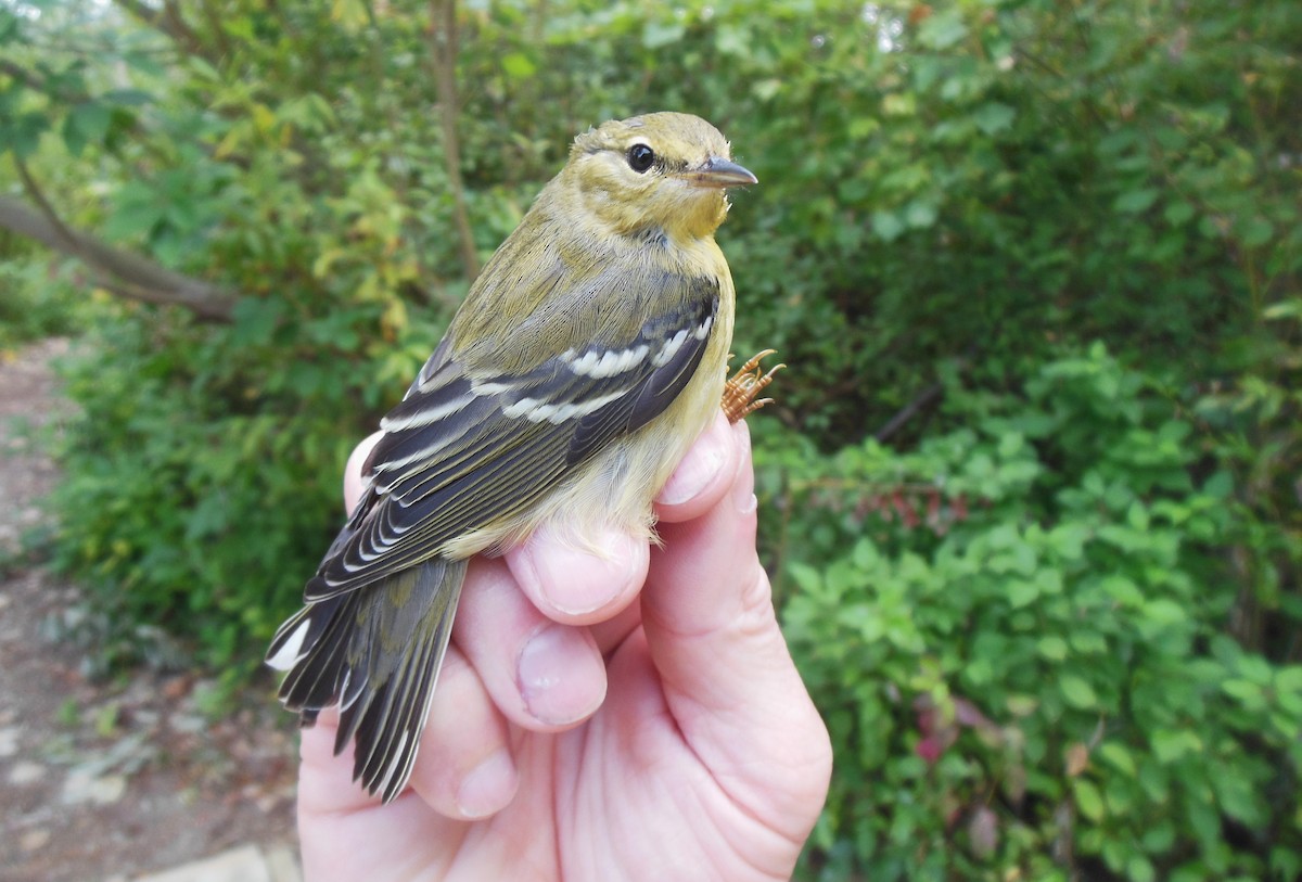 Blackpoll Warbler - ML623857836