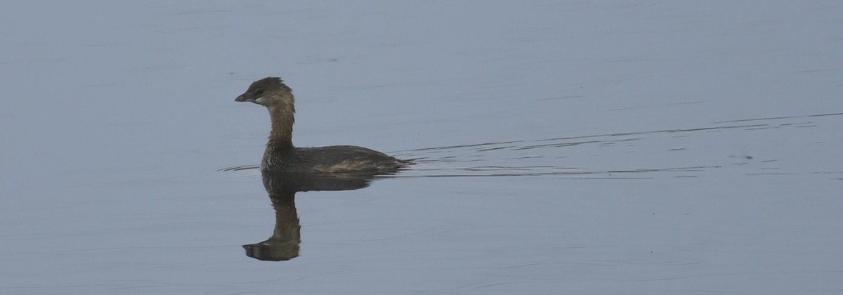 Pied-billed Grebe - ML623857840