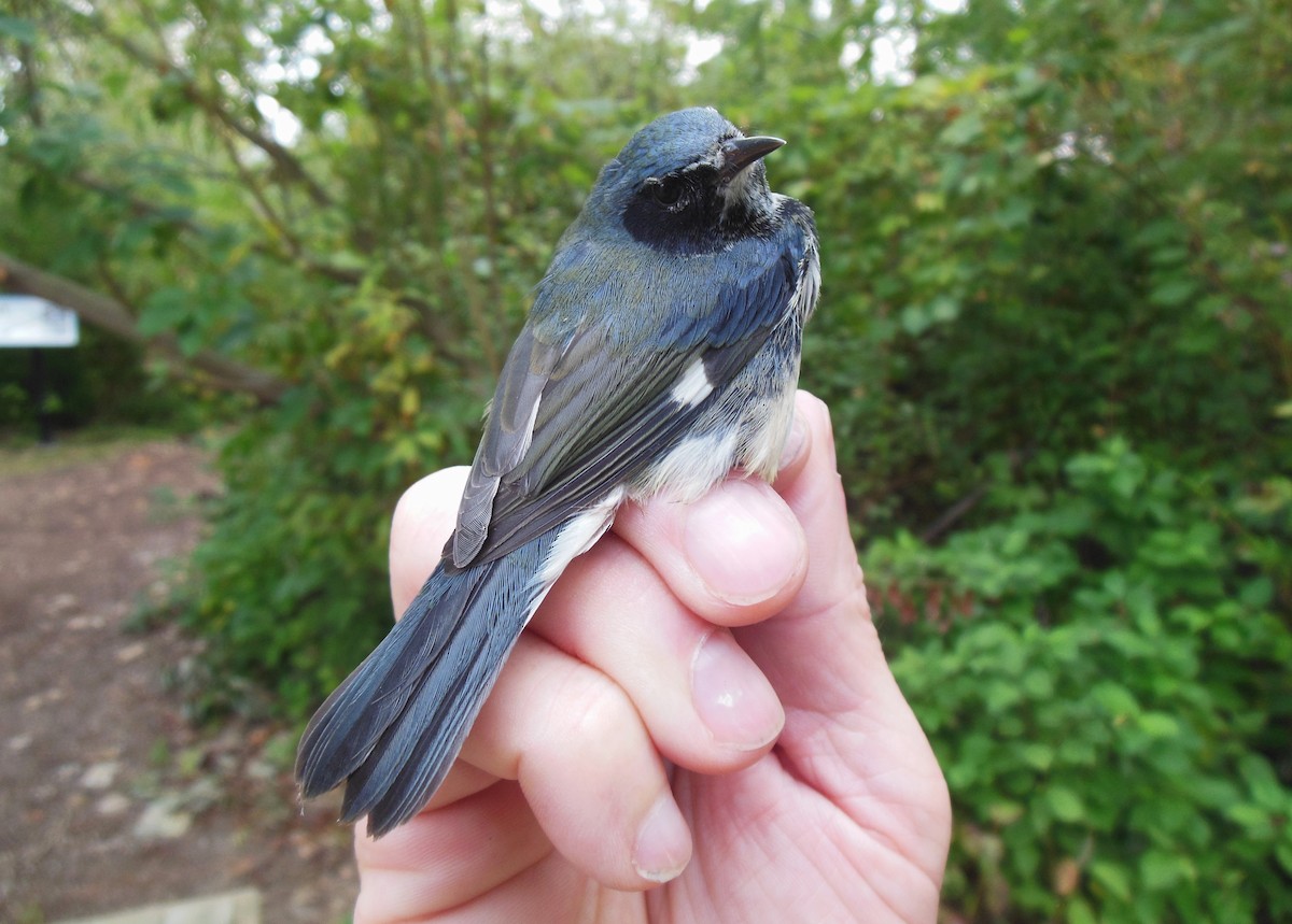 Black-throated Blue Warbler - ML623857848