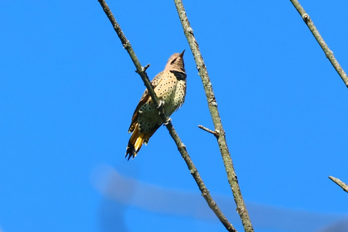 Northern Flicker - ML623857854