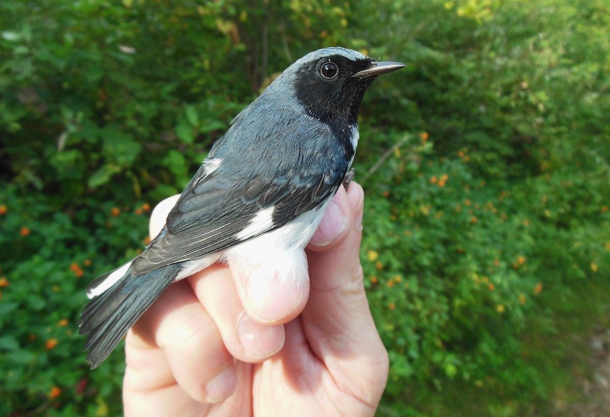 Black-throated Blue Warbler - ML623857858