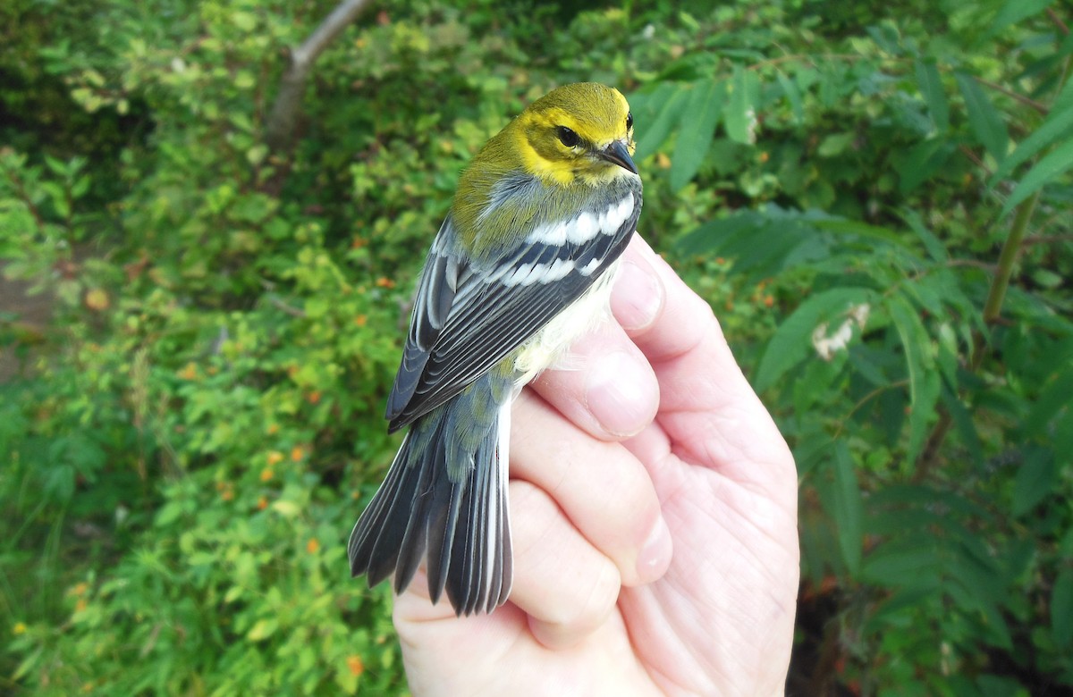 Black-throated Green Warbler - Simon Davies